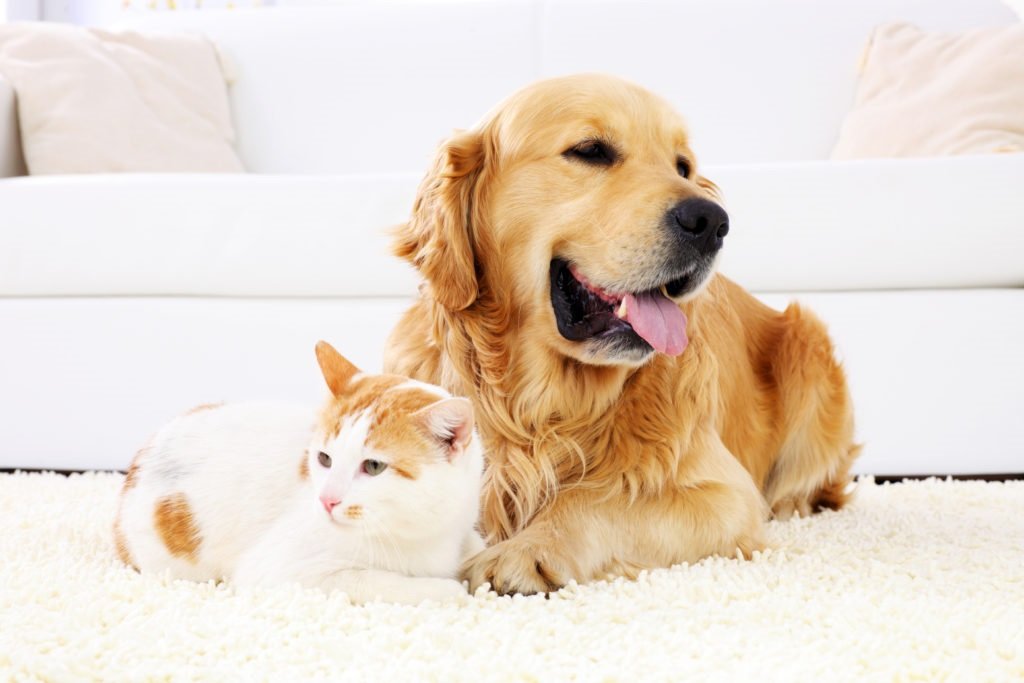 calibra pets